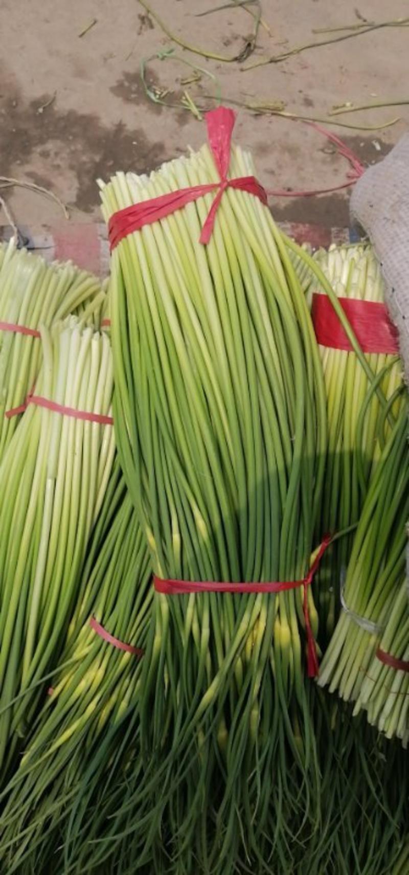 【优选】鲜蒜苔上市长苔80cm，干苔一手货源代发全国