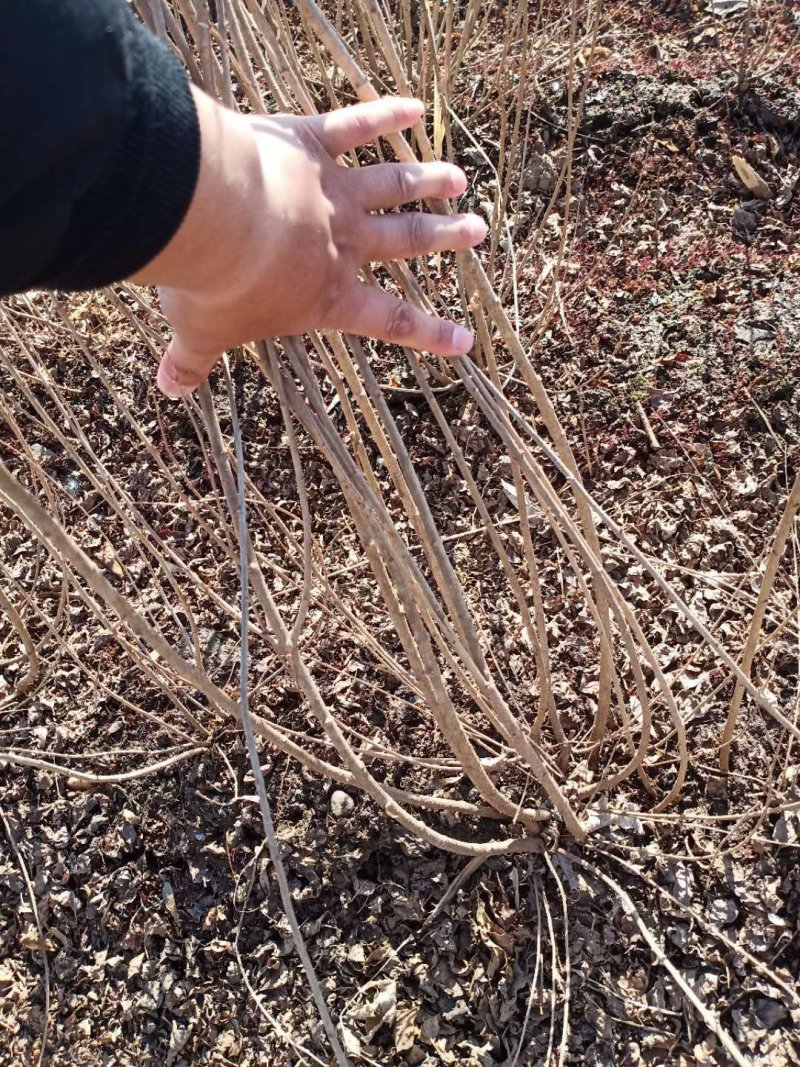 批发出售各规格品种丁香绿化苗木