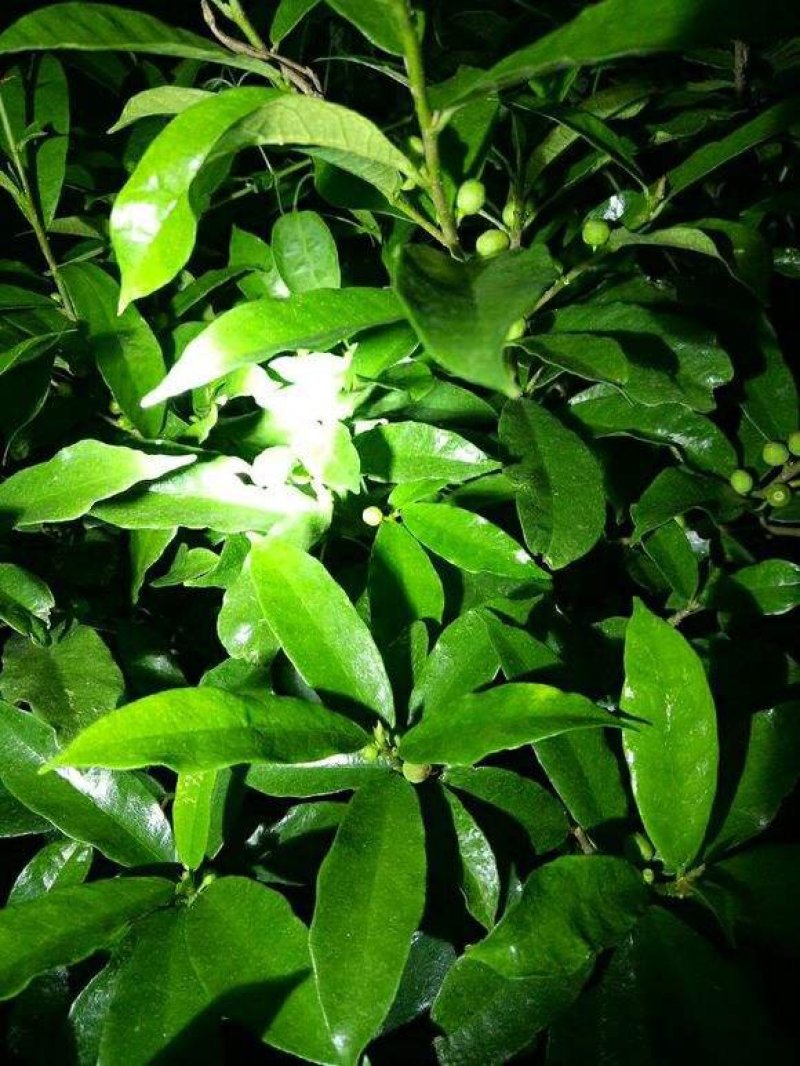 正品白花牛奶苗零售批发价