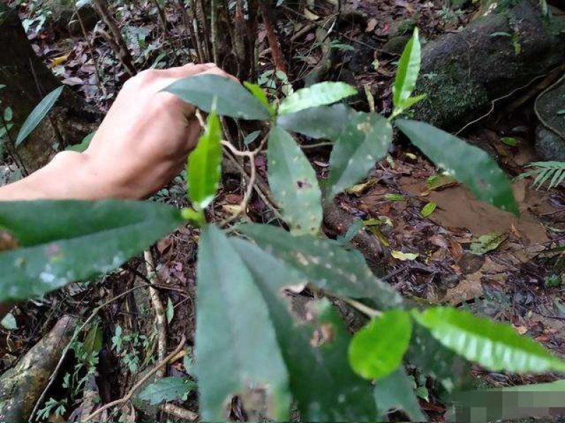 正品白花牛奶苗零售批发价