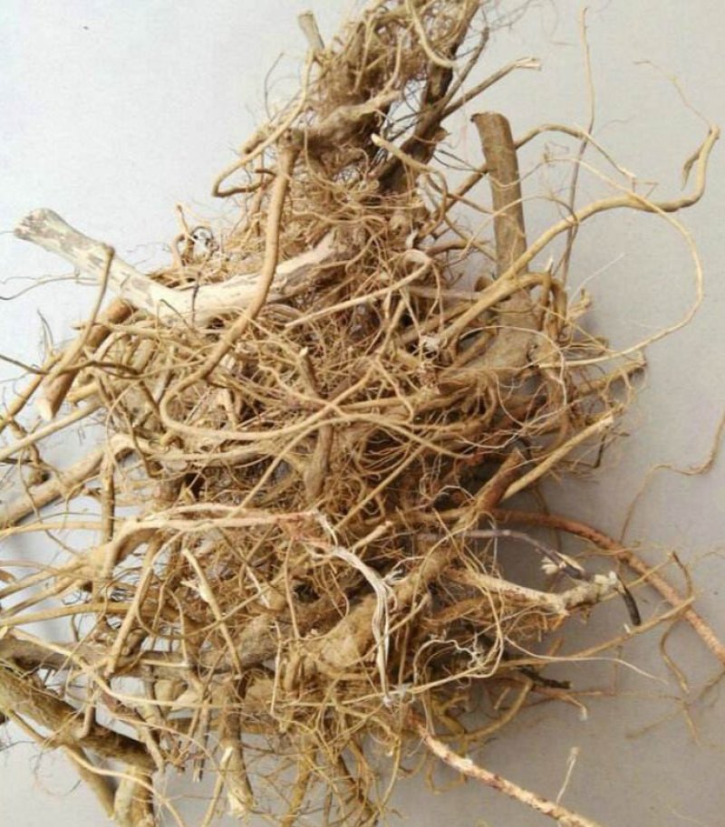 正品白花牛奶苗零售批发价