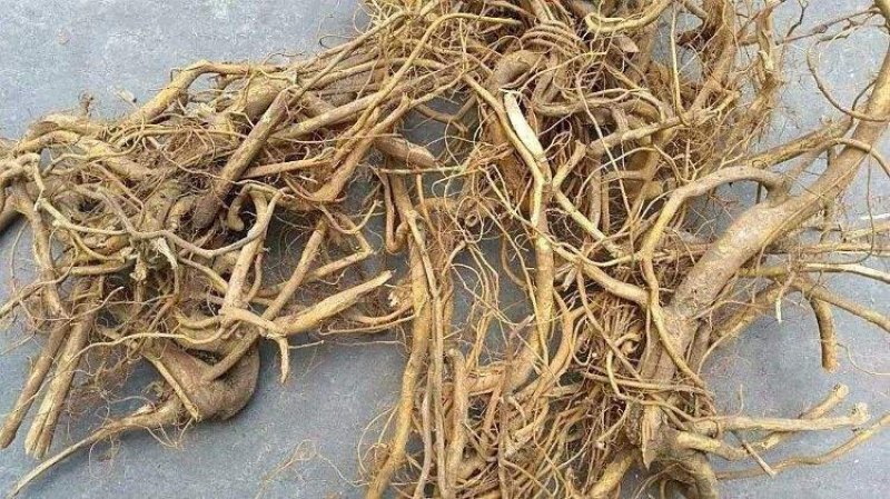 正品白花牛奶苗零售批发价