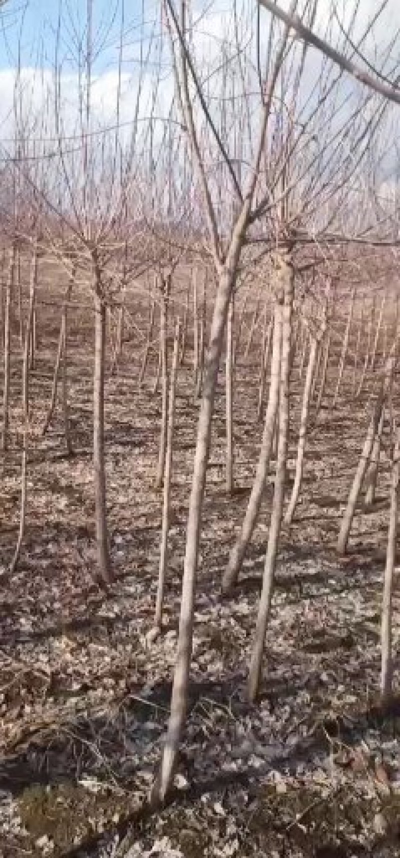 批发出售各规格暴马丁香播种苗丛生单干暴马丁绿化苗木