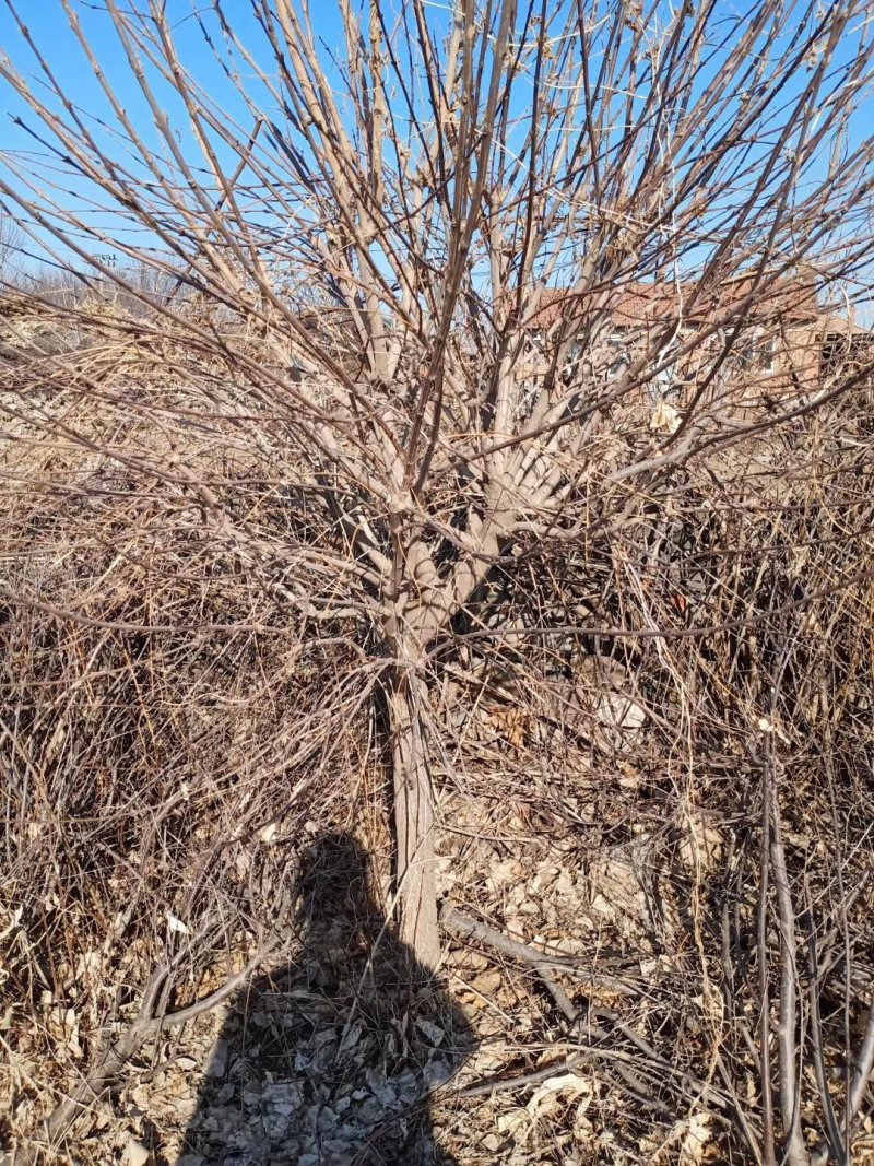 批发出售各规格暴马丁香播种苗丛生单干暴马丁绿化苗木