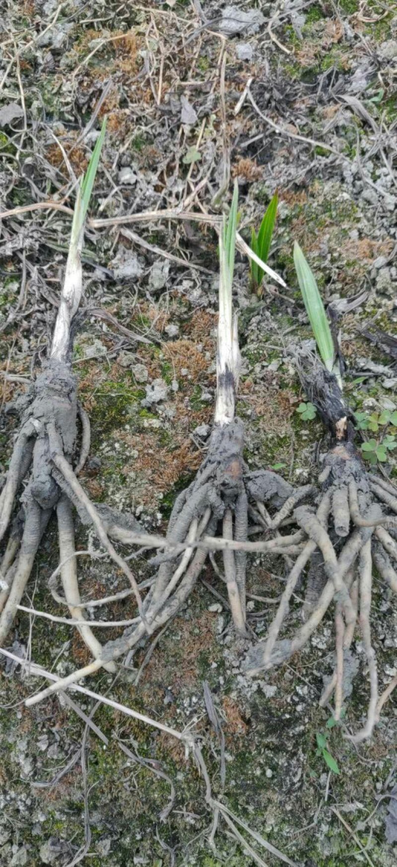 小叶仙茅药典指定品种含量够易存活欢迎老板采购