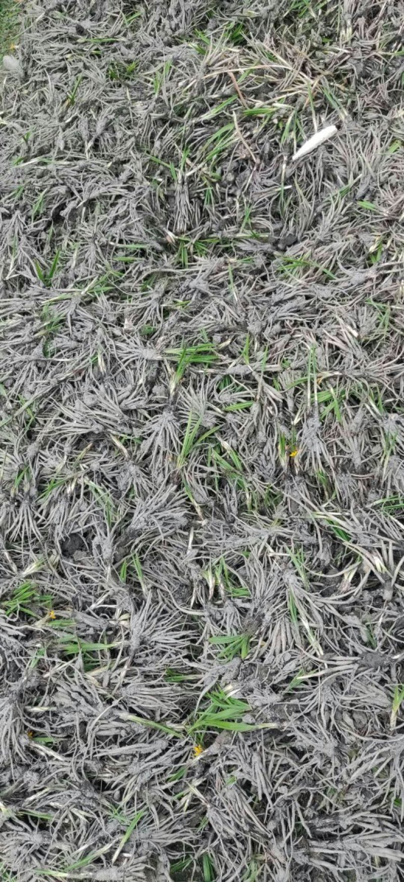 小叶仙茅药典指定品种含量够易存活欢迎老板采购
