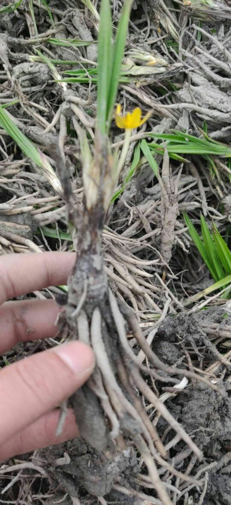 小叶仙茅药典指定品种含量够易存活欢迎老板采购