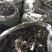 干蒲公英全草