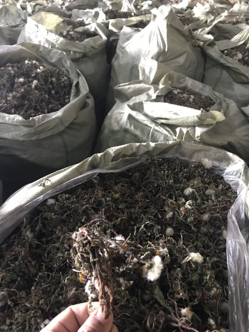 干蒲公英全草