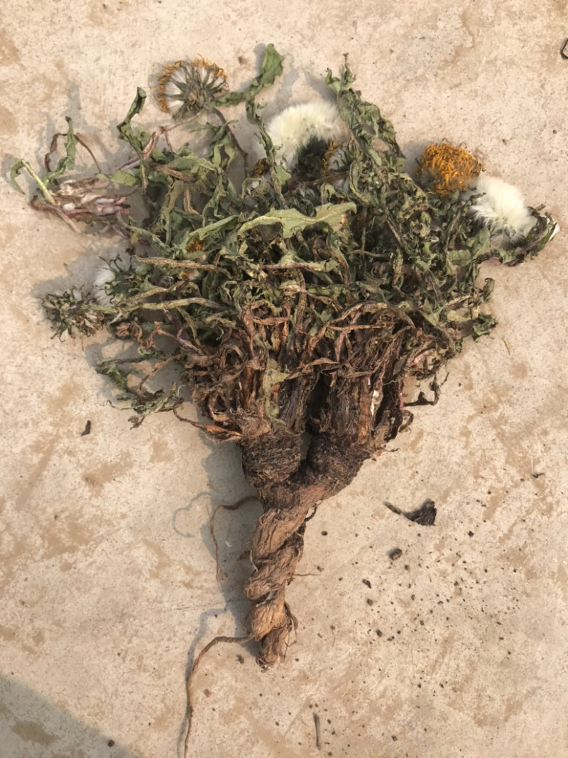 干蒲公英全草