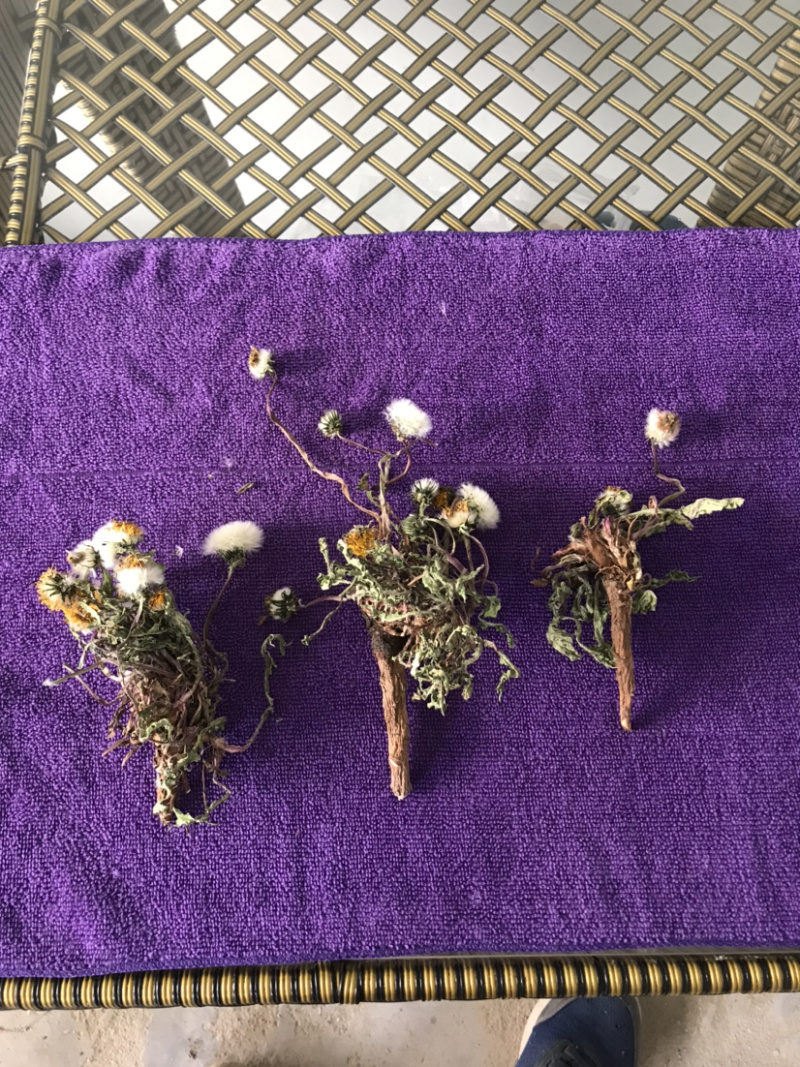 干蒲公英全草