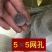 防鸟网果园鱼塘大鹏稻谷葡萄樱桃等任何需要防鸟的地方