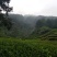 信阳毛尖商城高山茶
