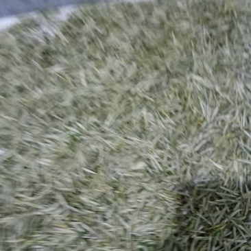 信阳毛尖商城高山茶