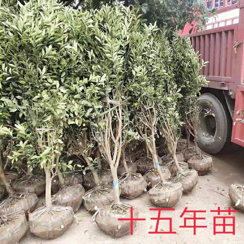 金桔苗盆栽地栽户外阳台嫁接无籽脆皮金橘南北方种植