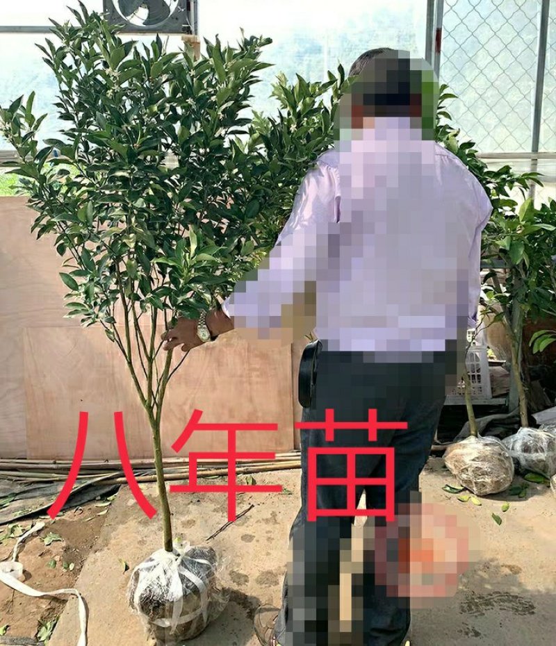 金桔苗盆栽地栽户外阳台嫁接无籽脆皮金橘南北方种植