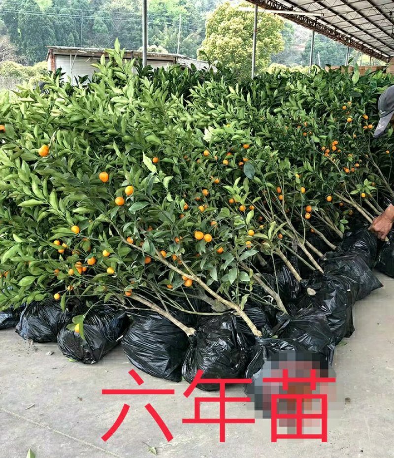 金桔苗盆栽地栽户外阳台嫁接无籽脆皮金橘南北方种植