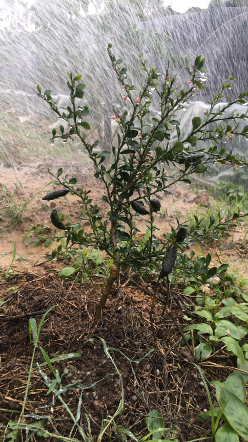 柠檬澳洲手指柠檬苗适合南北种植家庭盆种植耐寒耐旱