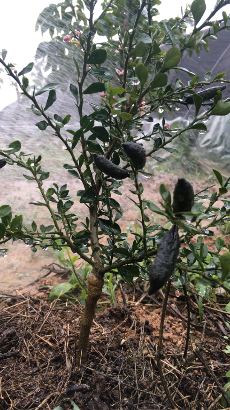 柠檬澳洲手指柠檬苗适合南北种植家庭盆种植耐寒耐旱
