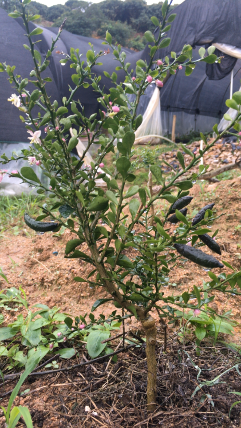 柠檬澳洲手指柠檬苗适合南北种植家庭盆种植耐寒耐旱