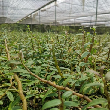 铁皮石斛鲜条，胶质好不发酸，可选规格，基地一手