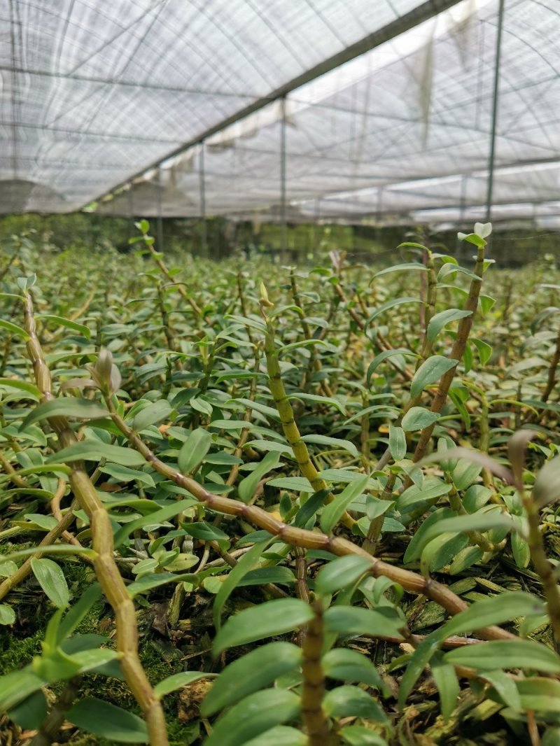 铁皮石斛鲜条，胶质好不发酸，可选规格，基地一手