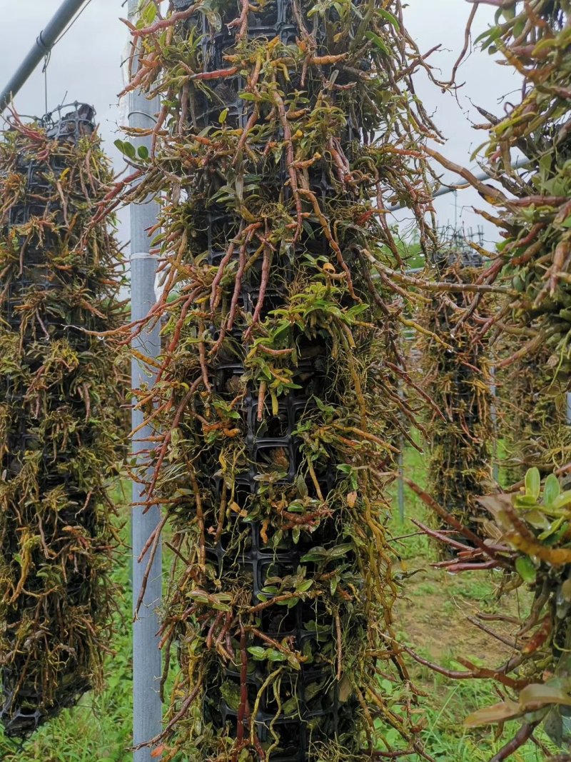铁皮石斛鲜条，胶质好不发酸，可选规格，基地一手