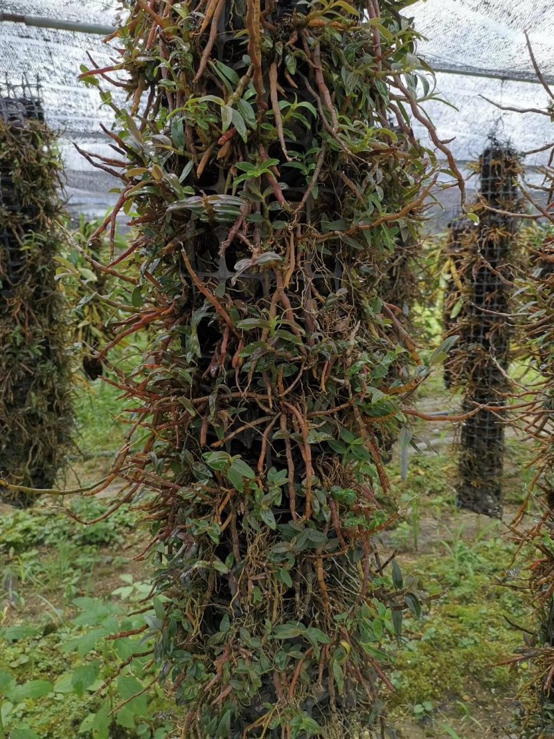 铁皮石斛鲜条，胶质好不发酸，可选规格，基地一手