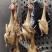 正宗中山石岐乳鸽厂家，已腌制好，半成品，冷冻存放，0损耗