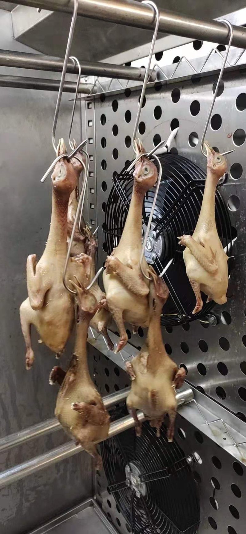 正宗中山石岐乳鸽厂家，已腌制好，半成品，冷冻存放，0损耗