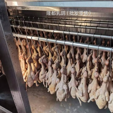 正宗中山石岐乳鸽厂家，已腌制好，半成品，冷冻存放，0损耗
