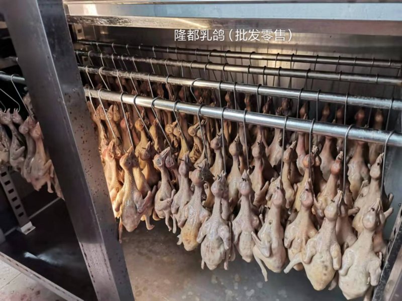 正宗中山石岐乳鸽厂家，已腌制好，半成品，冷冻存放，0损耗