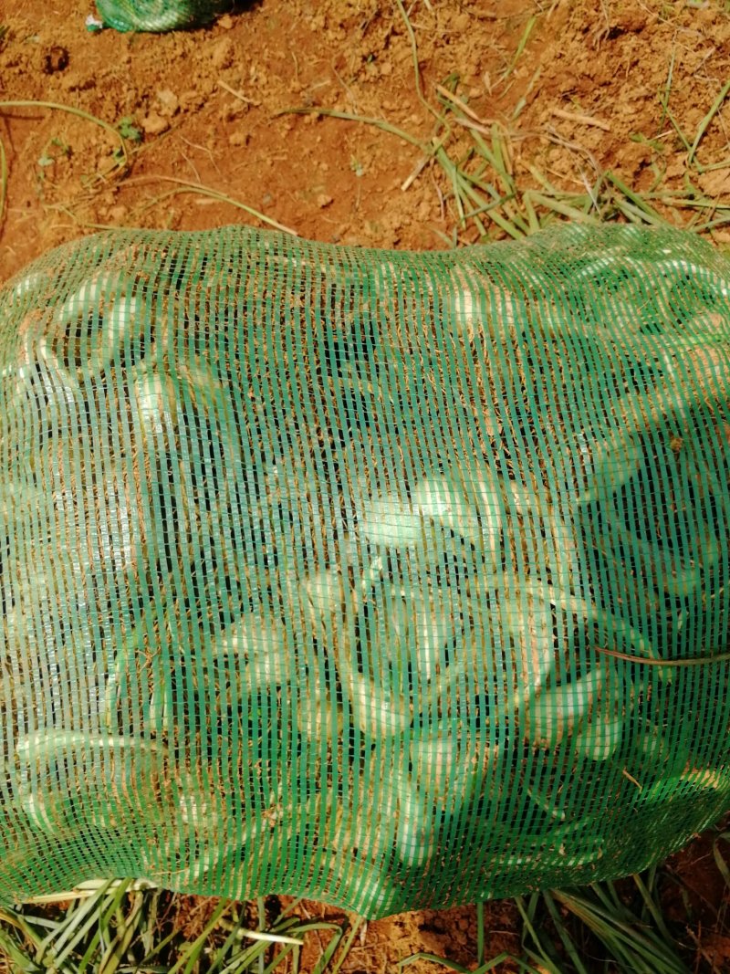 藠头江西特产生米藠头牛腿藠头红土地种植专业种子培育基地