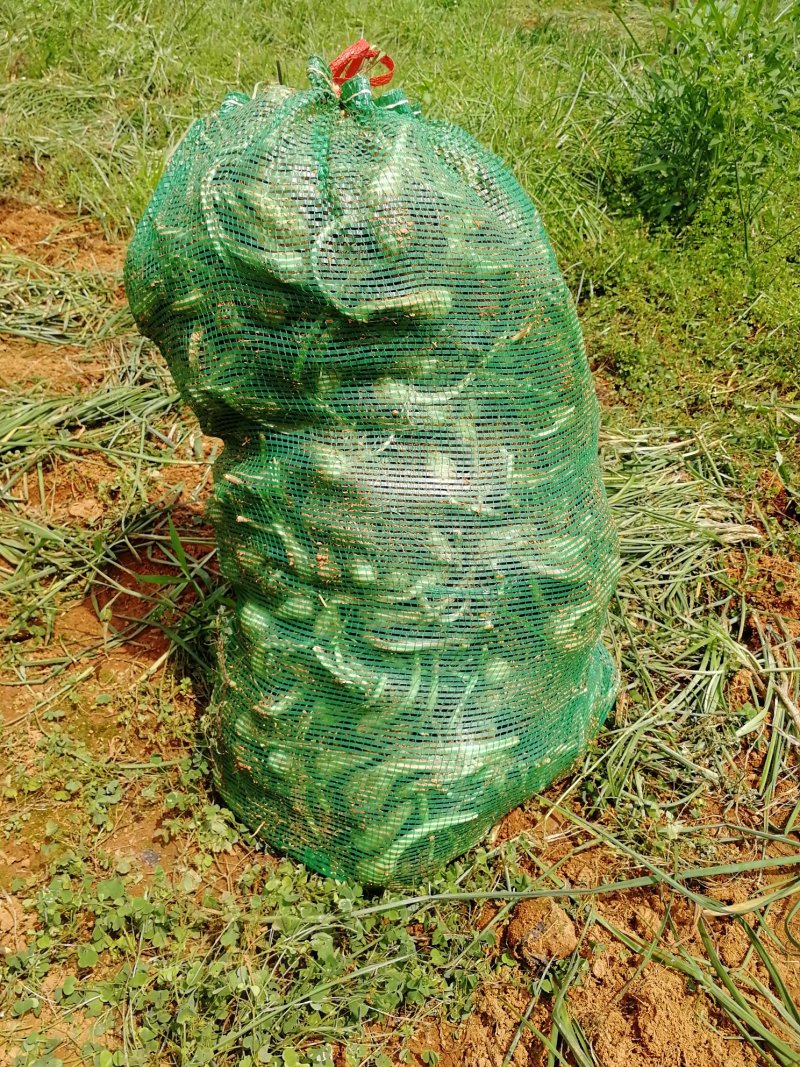 藠头江西特产生米藠头牛腿藠头红土地种植专业种子培育基地