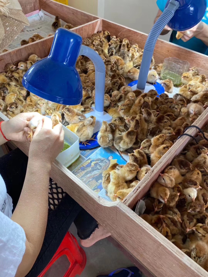 灵山土鸡苗，文昌鸡苗，黄脚红羽。全国空运到机场自提