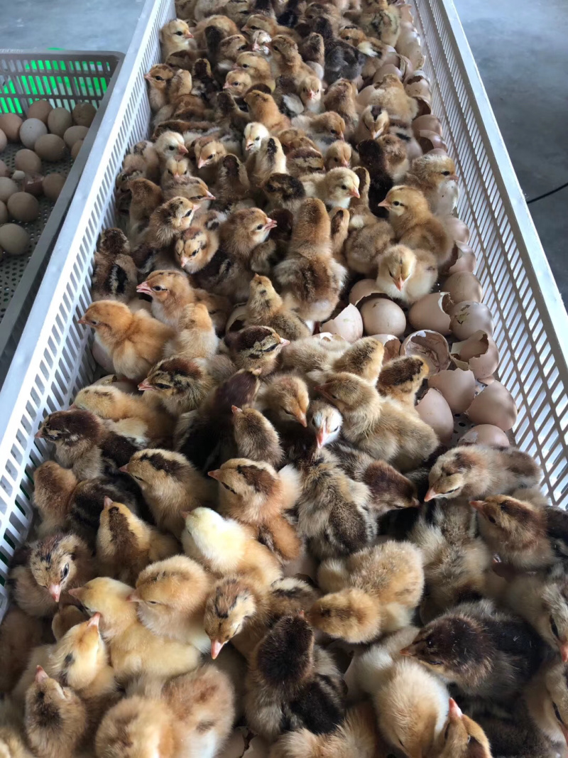 灵山土鸡苗，文昌鸡苗，黄脚红羽。全国空运到机场自提