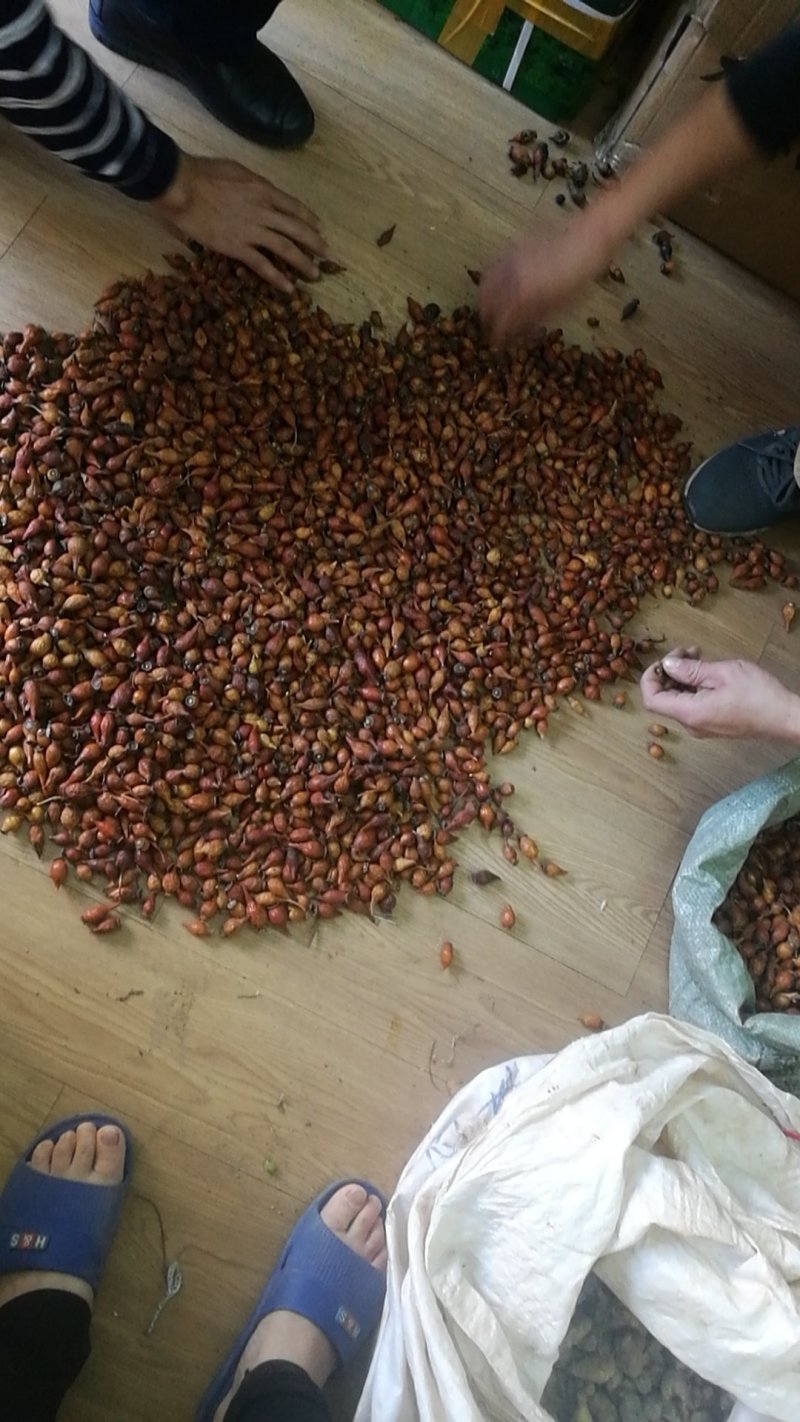 金樱子干货，跑量批发部
