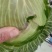 万亩甘蓝菜大量上市了，可协助配车等一条龙服务