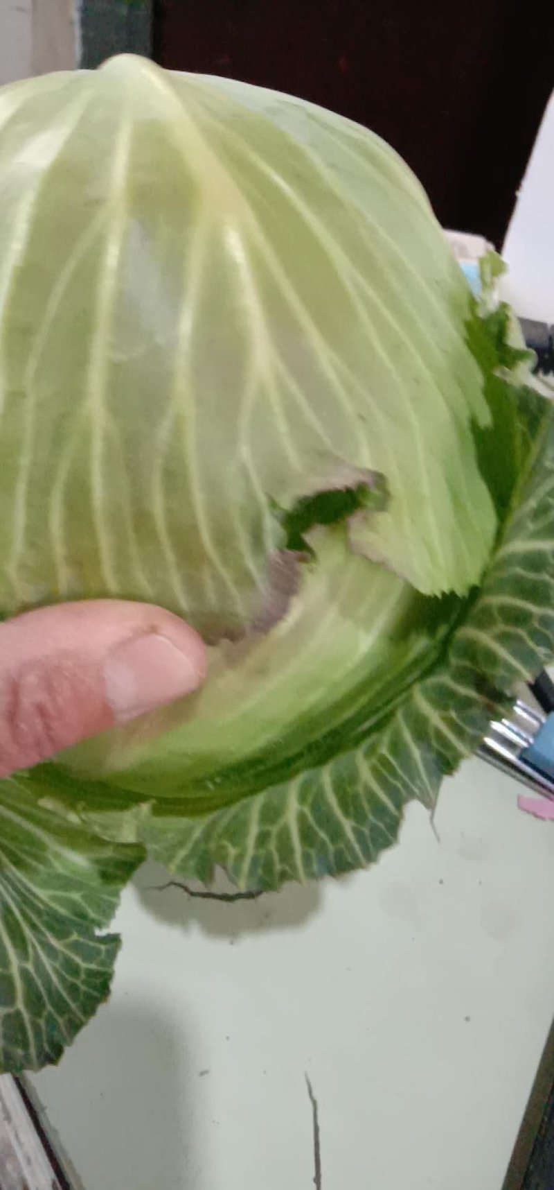 万亩甘蓝菜大量上市了，可协助配车等一条龙服务