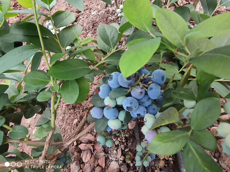 【聚便宜】蓝莓苗盆栽四季蓝莓树苗阳台庭院地栽脱毒果树苗