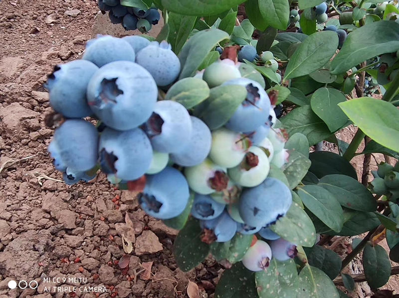 【聚便宜】蓝莓苗盆栽四季蓝莓树苗阳台庭院地栽脱毒果树苗