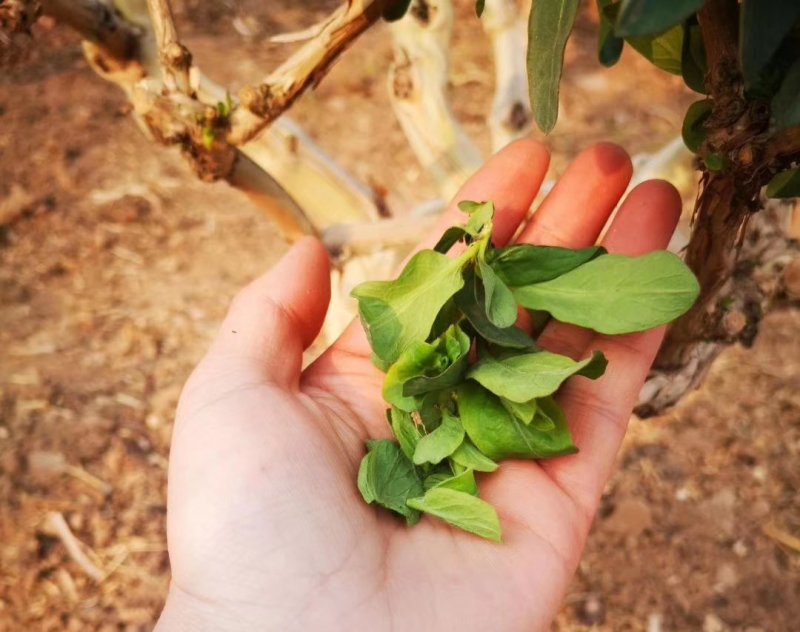 烘干机节能环保中药材金银花烘干机