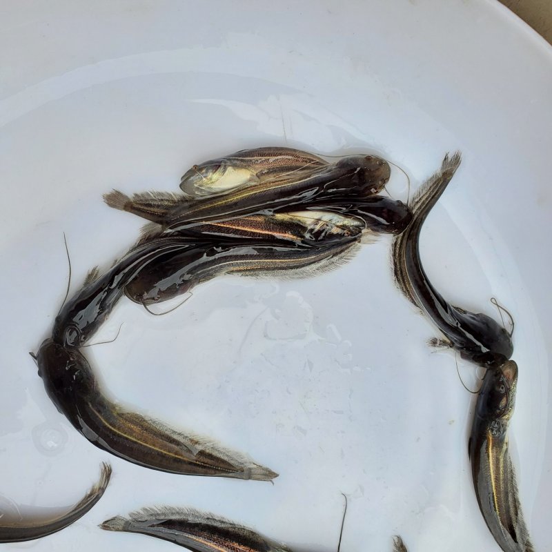 大口鲶鱼苗鲶鱼苗杂交大口鲶鱼苗南方大口鲶鱼苗