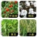 多菌灵花卉植物杀菌剂月季黑斑白粉病多肉烟煤病菌核病叶斑病
