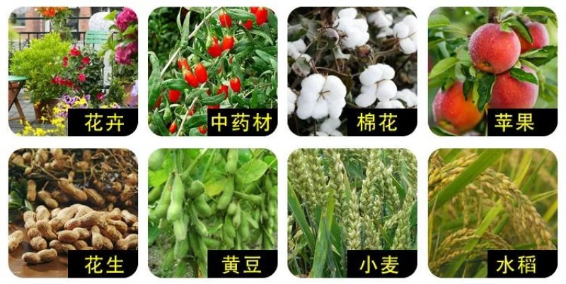 多菌灵花卉植物杀菌剂月季黑斑白粉病多肉烟煤病菌核病叶斑病