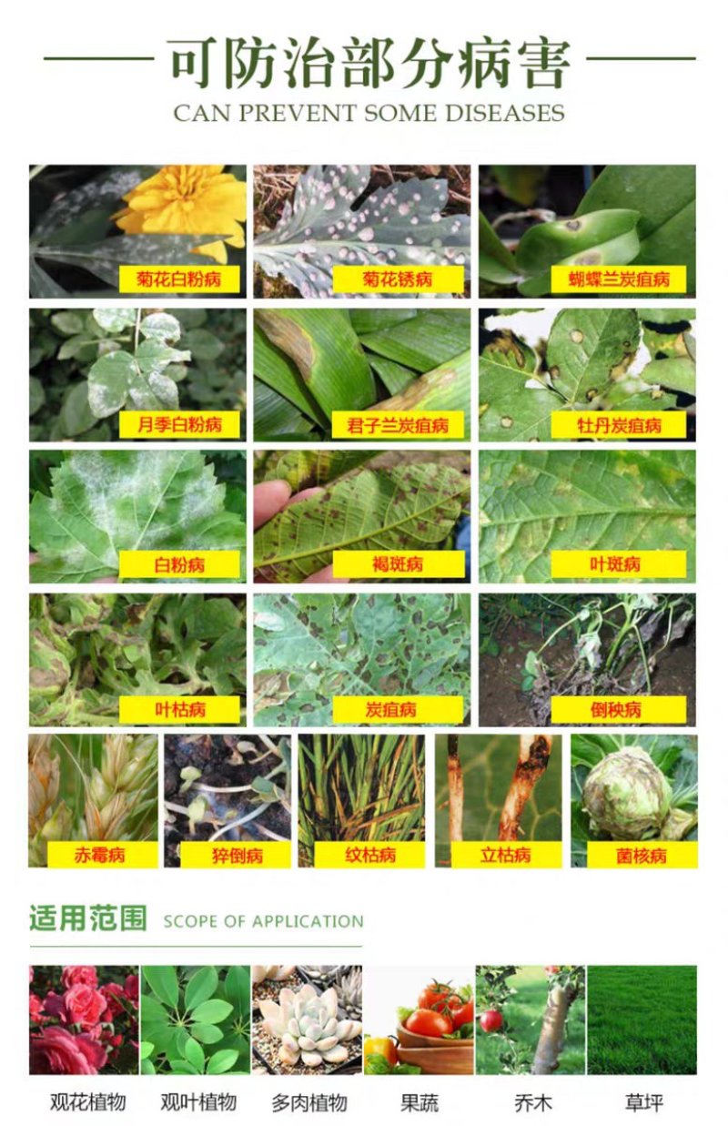 多菌灵花卉植物杀菌剂月季黑斑白粉病多肉烟煤病菌核病叶斑病
