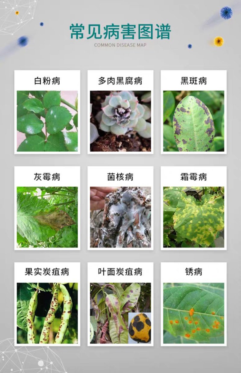 多菌灵花卉植物杀菌剂月季黑斑白粉病多肉烟煤病菌核病叶斑病