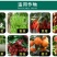 多菌灵花卉植物杀菌剂月季黑斑白粉病多肉烟煤病菌核病叶斑病