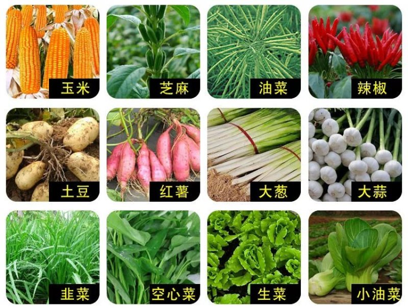 多菌灵花卉植物杀菌剂月季黑斑白粉病多肉烟煤病菌核病叶斑病