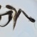 鲶鱼苗南方大口鲶鱼苗胡子鲶鱼苗杂交大口鲶鱼苗
